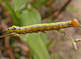 Black-spotted Prominent